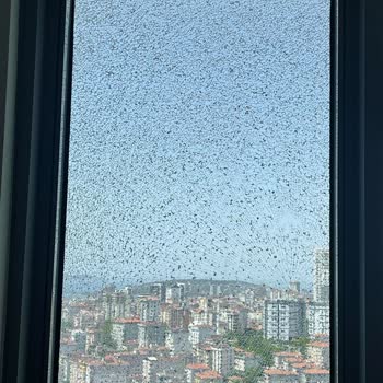 Manzara Adalar Yönetim Yetersizliği, İhmal