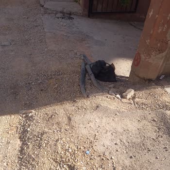 Enerjisa Başkent Elektrik Perakende Bitirin Artık Şu İşi