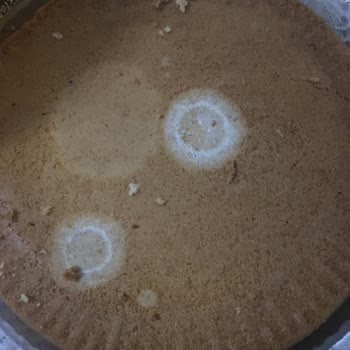 A101 Den Aldığım Kek Küflü Çıktı