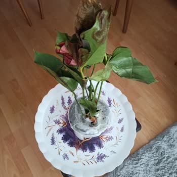 Sürat Kargo Saraycık Mikro Teslim Edilmeden Edildi Gösterilen Kargo