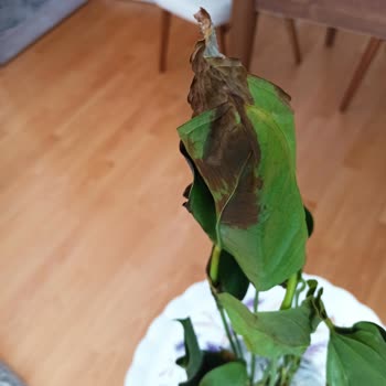 Sürat Kargo Saraycık Mikro Teslim Edilmeden Edildi Gösterilen Kargo