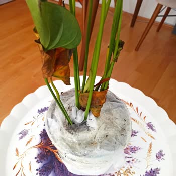 Sürat Kargo Saraycık Mikro Teslim Edilmeden Edildi Gösterilen Kargo