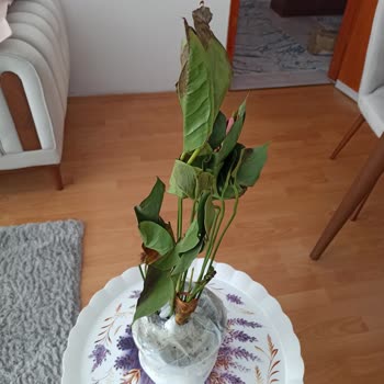 Sürat Kargo Saraycık Mikro Teslim Edilmeden Edildi Gösterilen Kargo