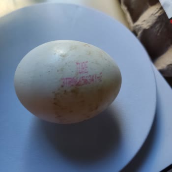 Türe Yumurta Türe XL Yumurta İçinden Daha Küçük Yumurtalar Çıktı!