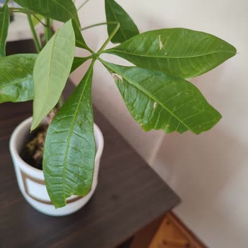 ÇiçekSepeti Kusurlu Ürüne İade Talebim Sonuçlanmıyor