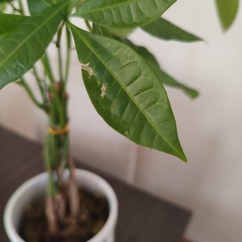 ÇiçekSepeti Kusurlu Ürüne İade Talebim Sonuçlanmıyor