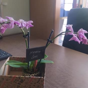 ÇiçekSepeti Çiçek Sepetinden Alınan Çiçek