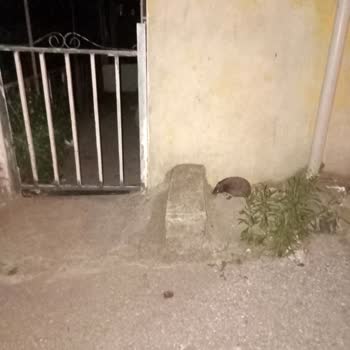Bursa Yıldırım Belediyesi Akrep Sinek Fare