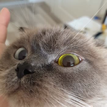 Hannan Veteriner Kliniği Bilgi Vermeden Mantar Aşısı Yapması