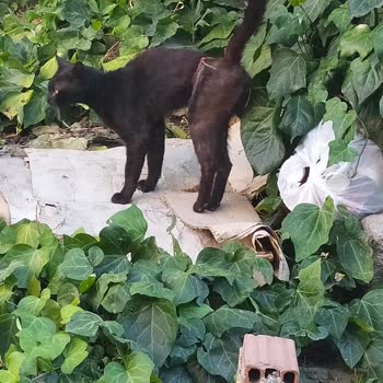 Alo 153 Hayvan Ambulansı Tel Bağlanma Sonucunda Yaralı Olan Bir Kedi