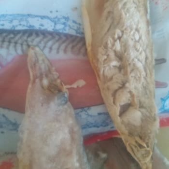 Balık Dünyası Dondurulmuş Bozuk Balık Çıktı