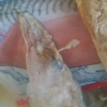 Balık Dünyası Dondurulmuş Bozuk Balık Çıktı