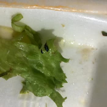 Marka Döner Yemek İçinde Böcek