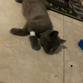 Mersin Büyükşehir Belediyesi Hayvan Akları Ücretsiz Veterinerlik