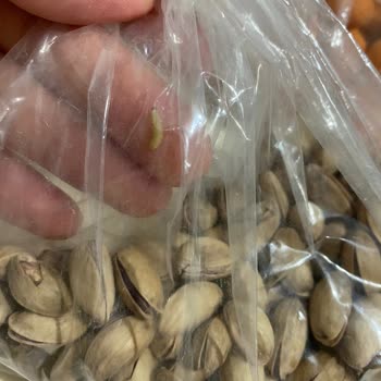 Tatbak Gıda Antep Fıstığının İçinden Kurt Çıkması