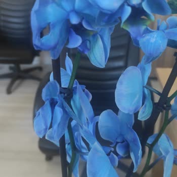 ÇiçekSepeti Ölmüş Mavi Orkide