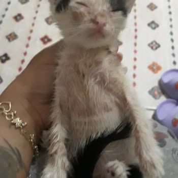 Antalya Muratpaşa Belediyesi Turuncu Masa Sokak Kedilerine Yardım Etmiyor