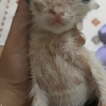 Antalya Muratpaşa Belediyesi Turuncu Masa Sokak Kedilerine Yardım Etmiyor