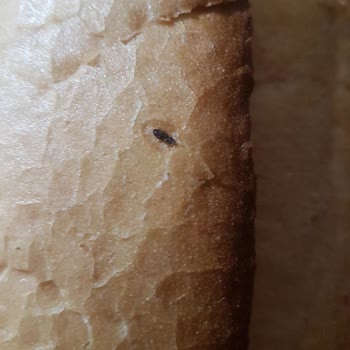 La Lorraine Ekmekten Böcek Çıktı