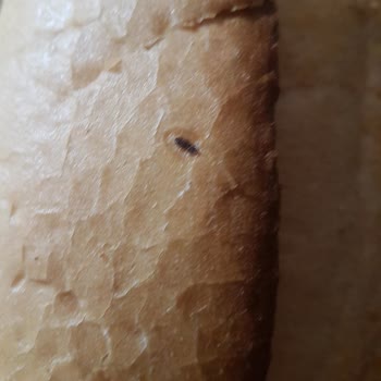 La Lorraine Ekmekten Böcek Çıktı