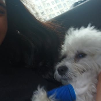 Vetmedicana Hayvanım Ölümden Döndü Ve Olmayan Ameliyatın Parasını Aldılar