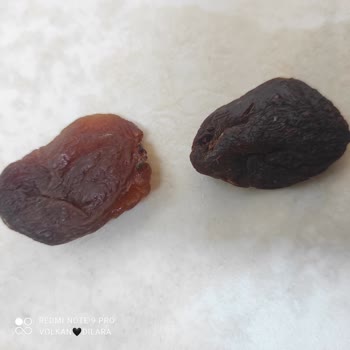 Simbat Kurtlu Gün Kurusu