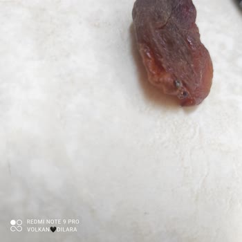 Simbat Kurtlu Gün Kurusu