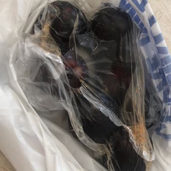 Trendyol Aracılığıyla Altunbileklerden Sipariş İle Gelen
Çürümüş Erik