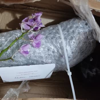 Çiçek Siparişi Konusunda Osevio Çiçekçilikten Hayal Kırıklığı