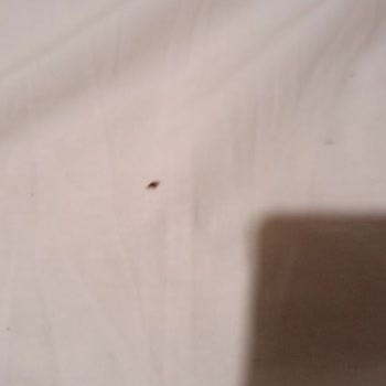 Kartal Suite Yatakta Böcek Sorunu