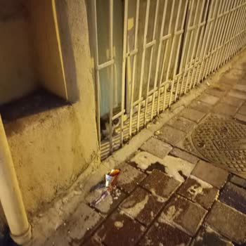 Çevre, Şehircilik Sokak Kedilerini Evde Besleyen Komşu, Koku, Bahçe İhlali