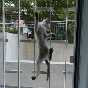 Çevre, Şehircilik Sokak Kedilerini Evde Besleyen Komşu, Koku, Bahçe İhlali