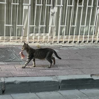 Çevre, Şehircilik Sokak Kedilerini Evde Besleyen Komşu, Koku, Bahçe İhlali