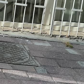 Çevre, Şehircilik Sokak Kedilerini Evde Besleyen Komşu, Koku, Bahçe İhlali