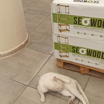 Şok Marketler Evcil Hayvan Besleme Sorunu