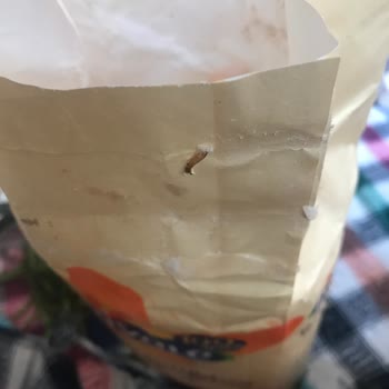 Şok Piyale Un Böcek Sorunu