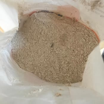 Şok Piyale Un Böcek Sorunu