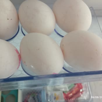 Lütfü Yüksel Yumurtalarının Çatlak Çıkması