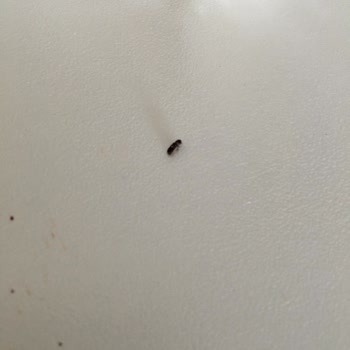 Organik Gurmem Ecoloni Gıda Ürünlerinden Böcek Çıktı!