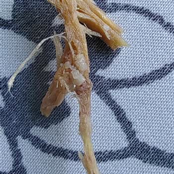 File Market Harras Gofretten Çıkan Yabancı Nesne