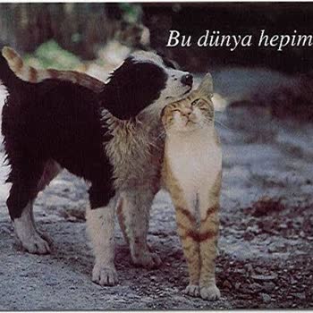 Metro Grossmarket Çantada Yavru Köpeğimiz Olduğu İçin İçeri Alınmama