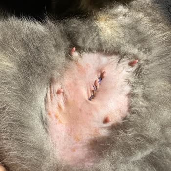 İkonyum Veteriner Kliniği İlgisizliği!