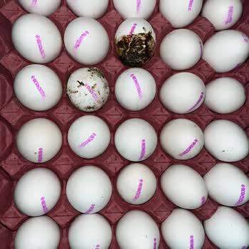 Metro Grossmarket Chef Yumurta Sorunu