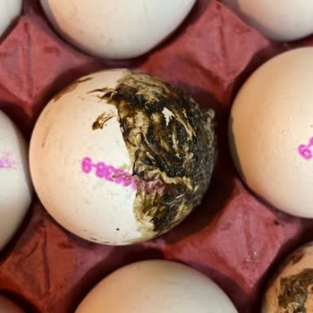 Metro Grossmarket Chef Yumurta Sorunu