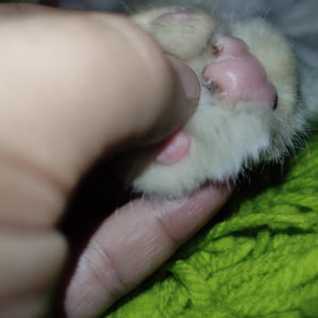 Natural Bastet Bastet Kedi Kumu Kedimin Patilerini Mahvetti!