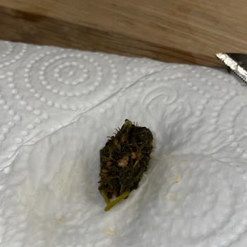 Feast Dondurulmuş Ispanağın İçinden Çıkan Dikenli Cisim