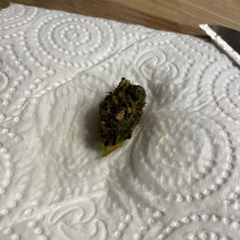 Feast Dondurulmuş Ispanağın İçinden Çıkan Dikenli Cisim