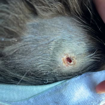 Lariavet Veteriner Kliniği Sağlıklı Kedimde Bir Aşıyla Enfeksiyona Sebep Oldular!