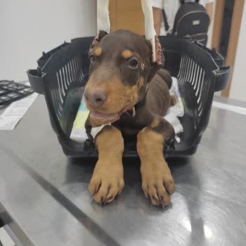 Fatih Hayvan Hastanesi Göz Göre Göre Yavru Köpeğimi Öldürdüler