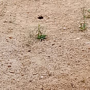 İBB - İstanbul Büyükşehir Belediyesi Bahçemizde Fareler Var